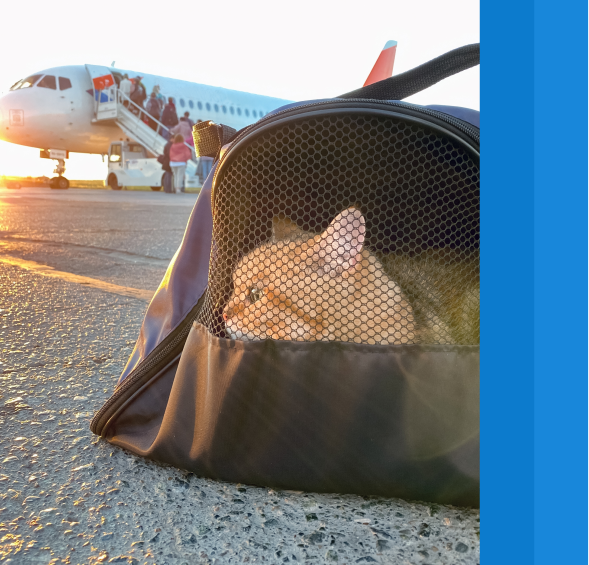 animals being transported in airplane