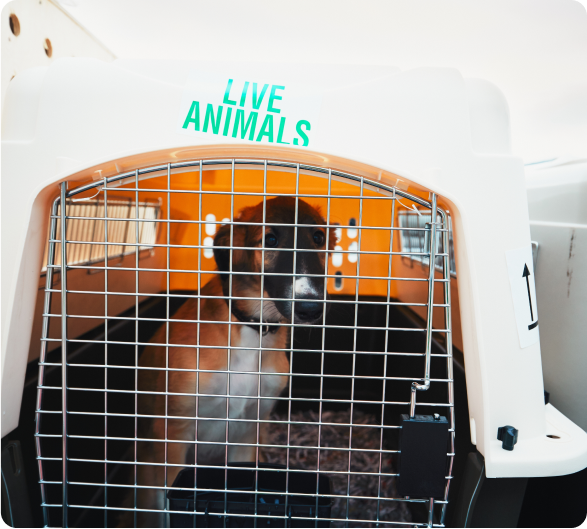 Dog traveling by airplane. Box with live animals at the airport.